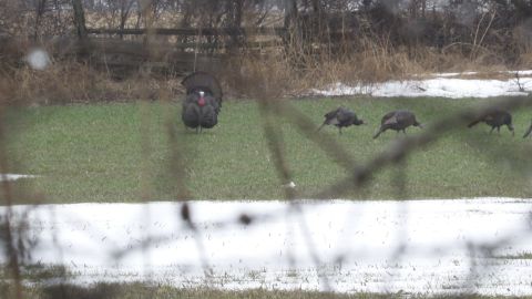Dirty Boots Outdoorz Turkey episode thumbnail