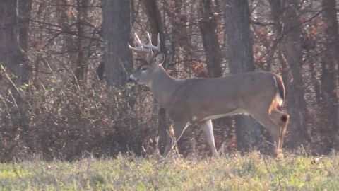 Little Things, Big Bucks episode thumbnail