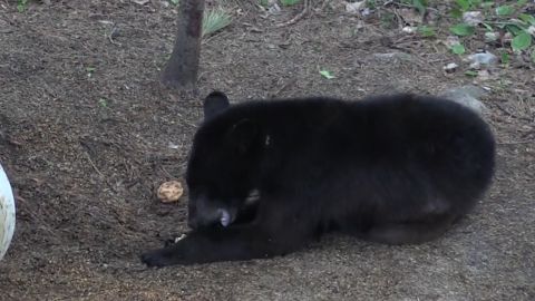 Ontario Bear episode thumbnail