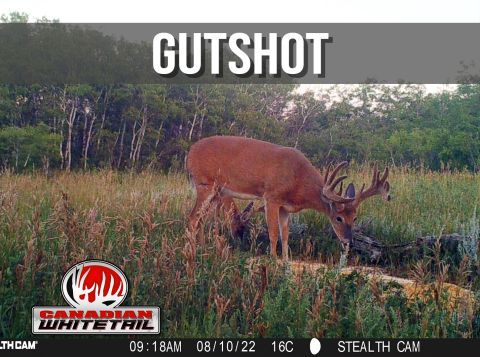 Gutshot episode thumbnail