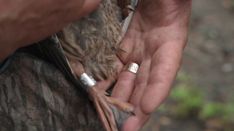 Wild Goose Jack episode thumbnail