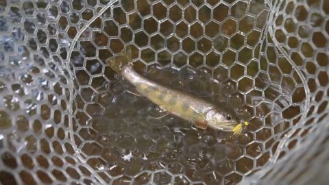 Restoring a Brook Trout Stream in WV episode thumbnail