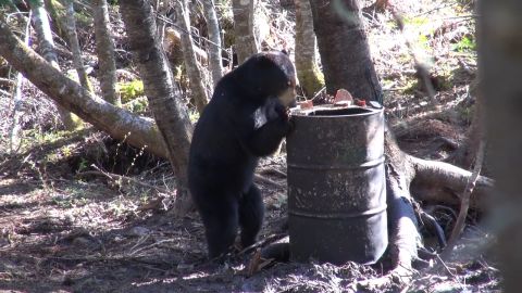 Bearin' Down in New Brunswick episode thumbnail