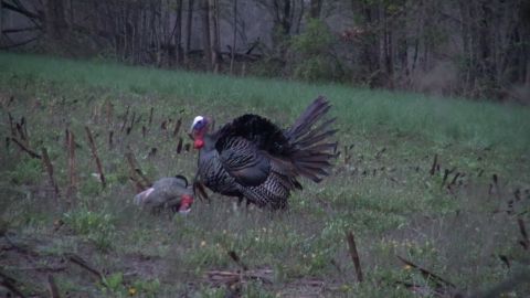 Road Trippin' for Gobblers episode thumbnail