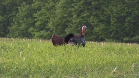 Fair Weather Hunting episode thumbnail