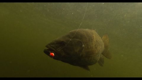 Slingshot Trees, Windows, Walleye and Bass episode thumbnail