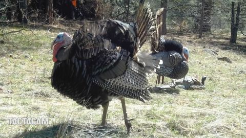 This Footage Shocked Turkey Hunters Across the Nation episode thumbnail