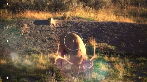 Exciting Late Season Muledeer episode thumbnail