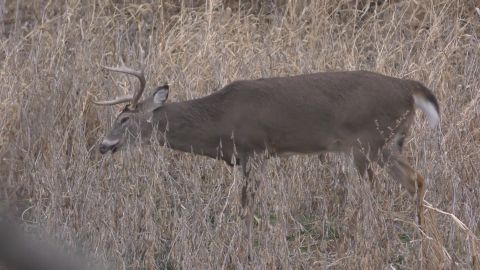 How to Grow Bigger Bucks episode thumbnail