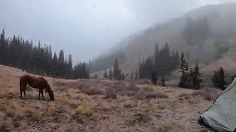 Gnarly Non-typical Colorado Bull: Two Bulls Down! episode thumbnail