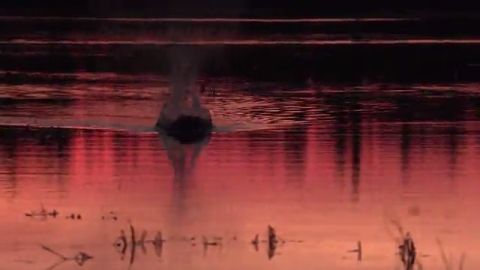 Spring Beaver episode thumbnail