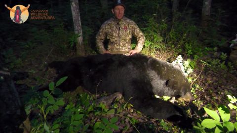 Alberta Bruins: Alberta Black Bears episode thumbnail