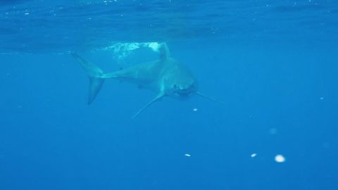 Sharks Eat Flies episode thumbnail