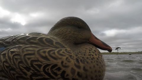 Freelance North Dakota Duck Hunting on Small Water episode thumbnail