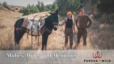Mulies, Mules and Memories: A Wyoming Hunting Journey episode thumbnail