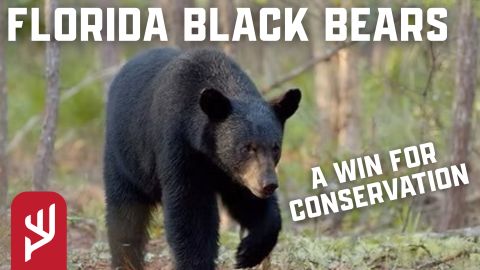 From the Brink: Louisianas Black Bear Recovery episode thumbnail