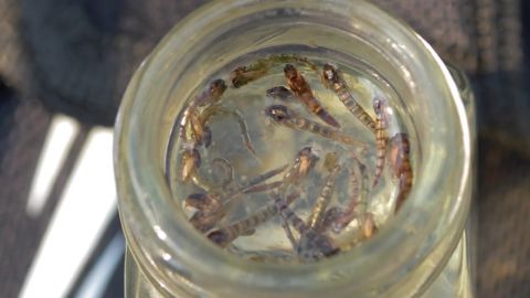 Spring Chironomids - Part One episode thumbnail
