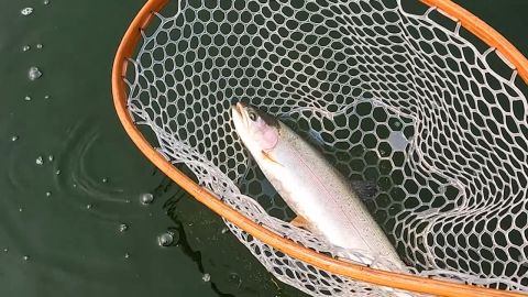 Spring Chironomids - Part Two episode thumbnail