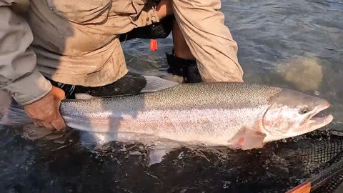 Big Fish Day on the Skeena episode thumbnail