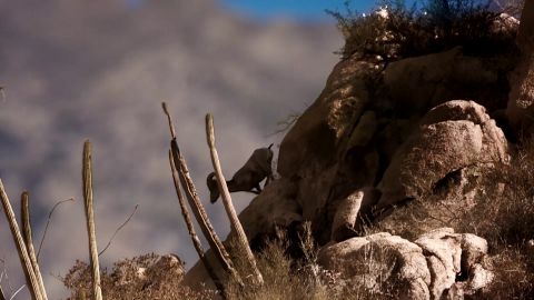 King Eider at the Top of the World episode thumbnail