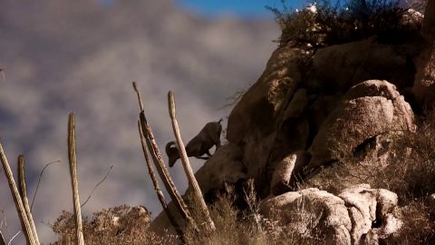 King Eider at the Top of the World episode thumbnail