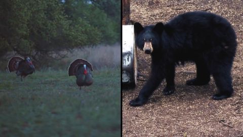 Brawling Bears and Blasting Birds! episode thumbnail