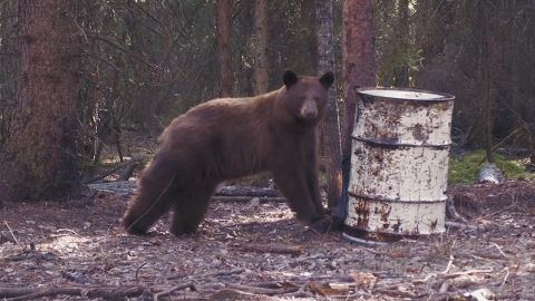 Rare Cinnamon Bear Hunt episode thumbnail