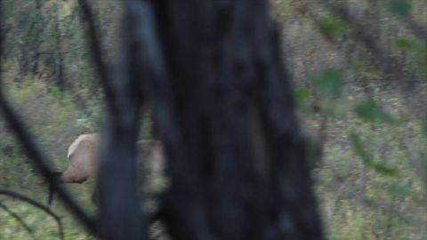 Colorado Archery Elk: Answered Prayers episode thumbnail
