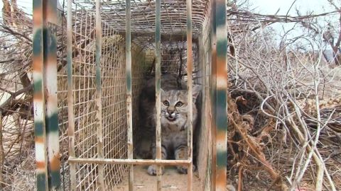 Jim Ball Cage Trapping Bobcat, Part 2 of 2 episode thumbnail