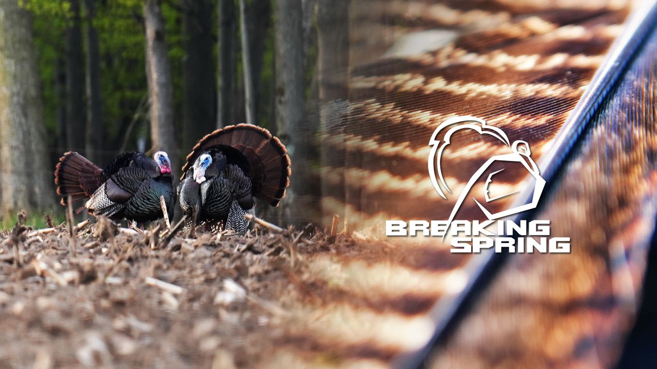 Breaking Spring