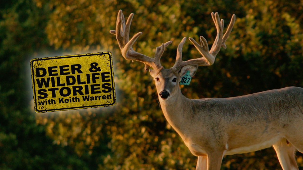 Deer & Wildlife Stories