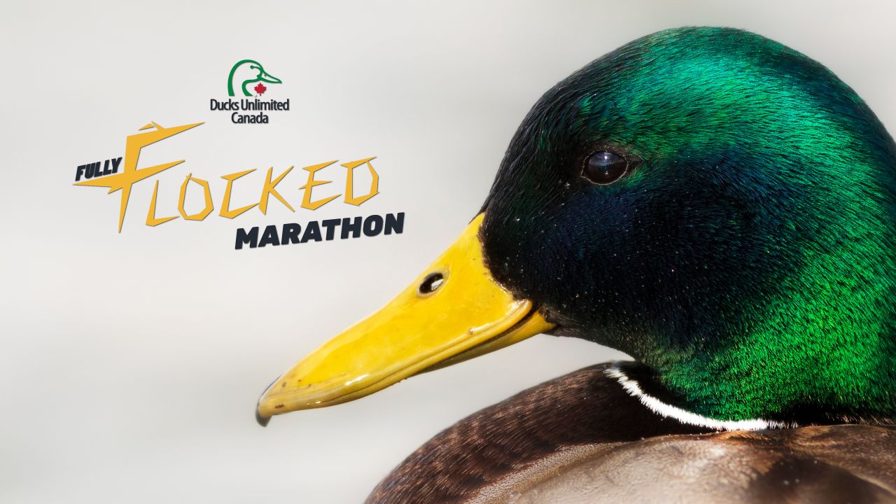 Fully Flocked Marathon